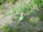 IMG_2698.jpg