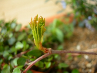 ヘンリーヅタの新芽