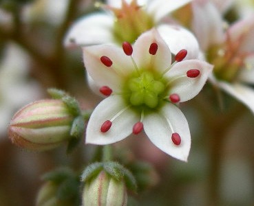 ブレビフォリウムの花