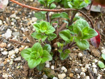 カラミンサの新芽