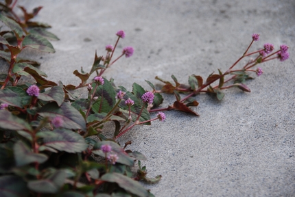 ポリゴナムの花