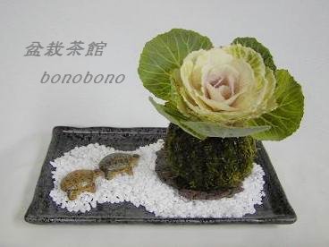 お正月用の苔玉・葉牡丹白