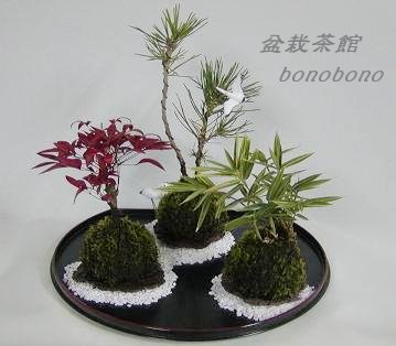 お正月用の苔玉・三点セット