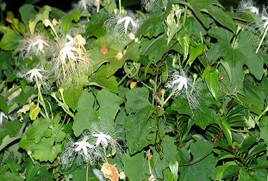 烏瓜の花・その３