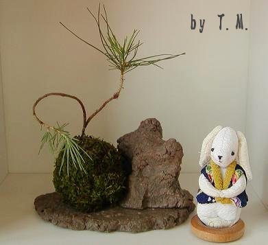 T.M.さん・松の苔玉