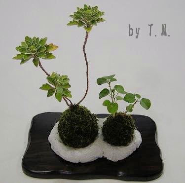 T.M.さん・磯菊とハマボウの苔玉