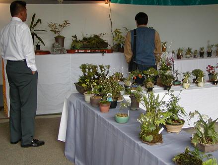 ご近所での山野草店展２