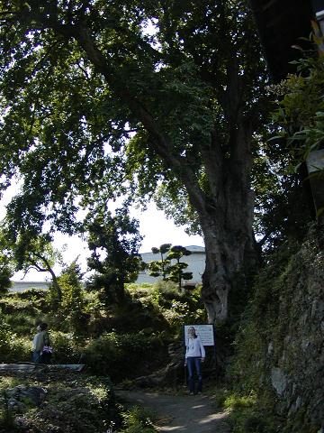 樹齢約千年(？)の椋
