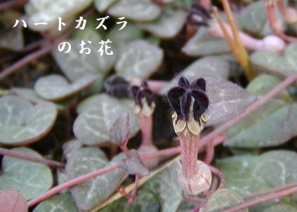 ハートカズラのお花