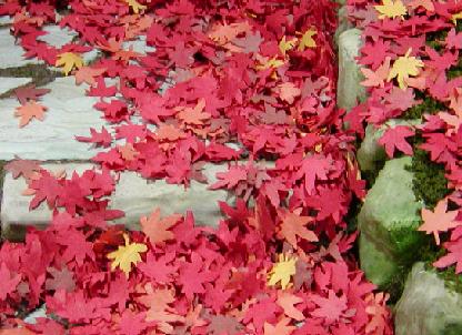 安楽寺の紅葉