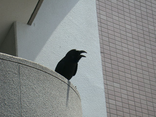 crow_building