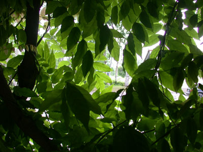hujinoha02