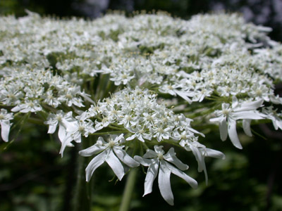 Heracleum01