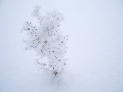 erigeron.frozen