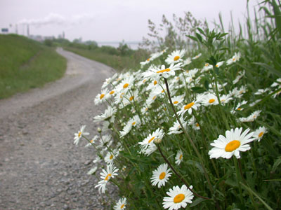 leucanthemum?01