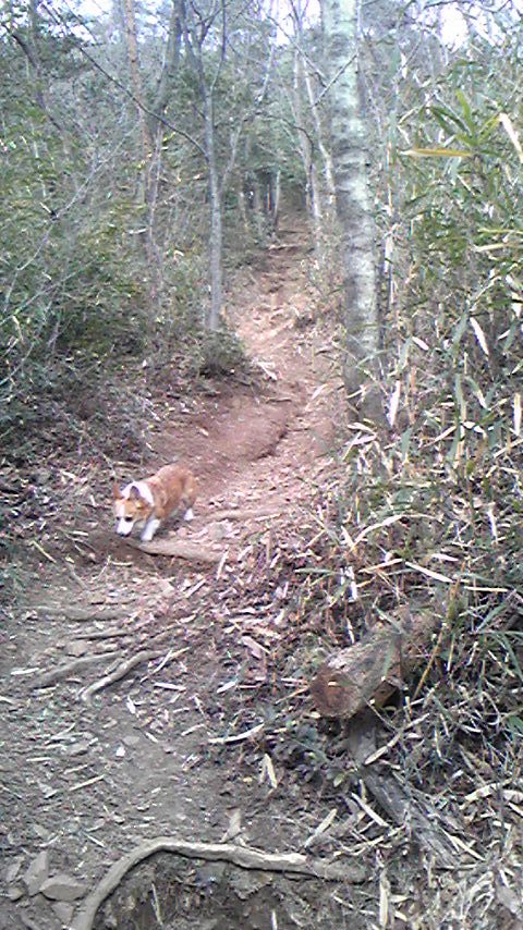 登山道1
