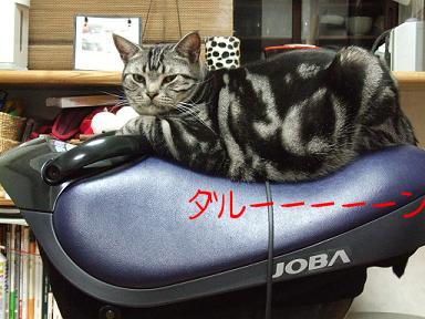 lupin