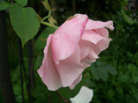 supaniccyu