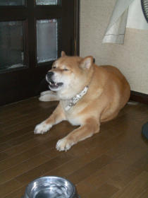 momosennpuuki