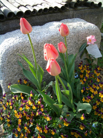 niwa
