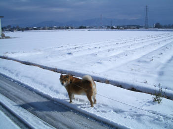 yuki