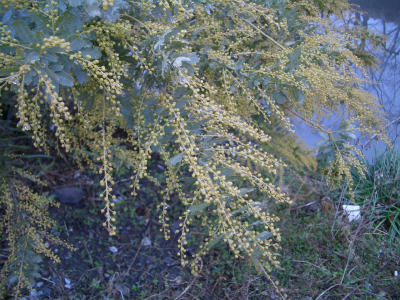mimozae
