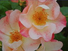 花霞
