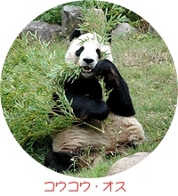 pannda