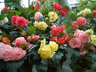 ｂｅｇｏｎｉａ