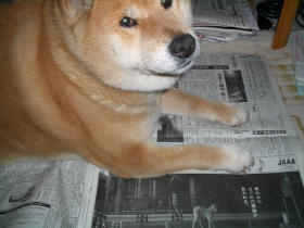 sinnbunn