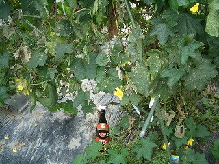 hetima