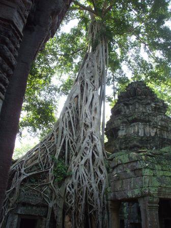 カジュマルの木