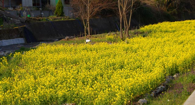 菜の花