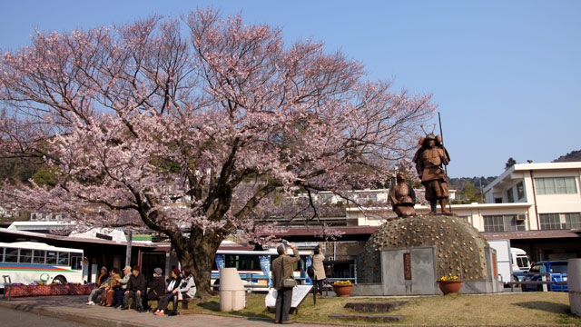 湯河原駅桜