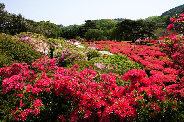 小室山つつじ