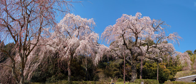 panorama入生田