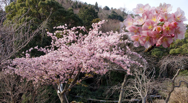 川端公園の河津さくら