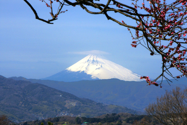 富士梅