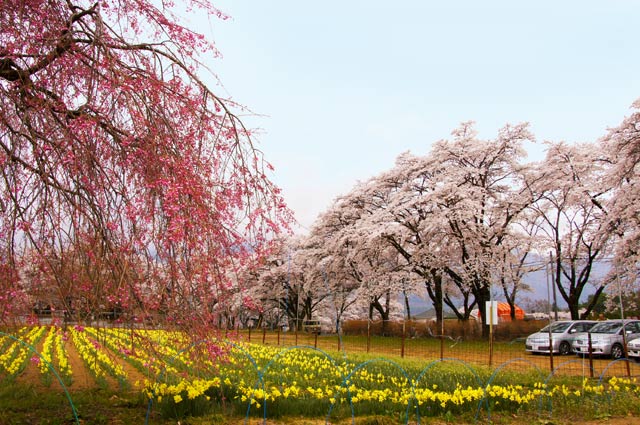 真原桜並木