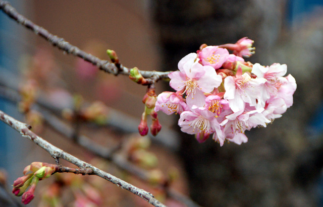 桜