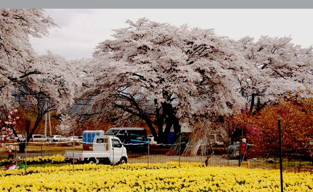 真原桜並木