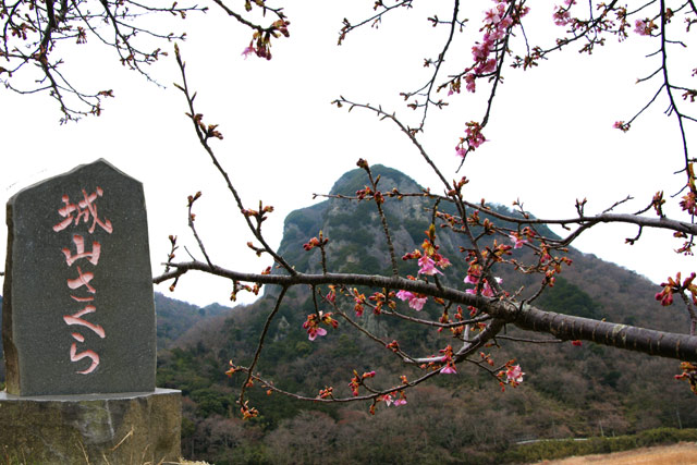 城山桜