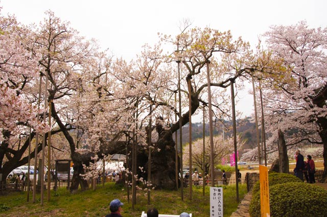 神代桜