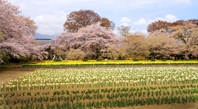 真原桜並木チュウリップ