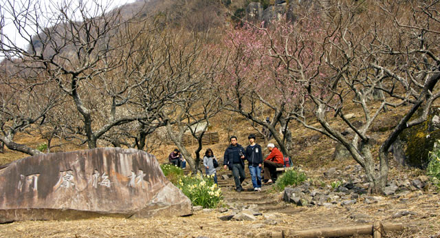 湯河原梅林