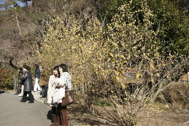 熱海梅園