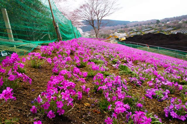 富士霊園しば桜