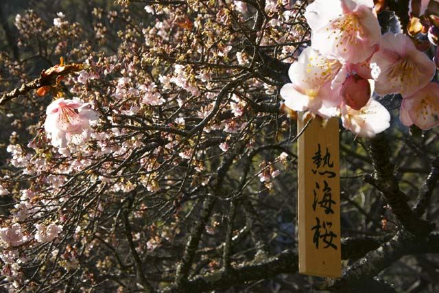 熱海桜