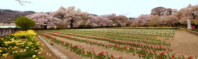 j神大桜Ｐ.jpg