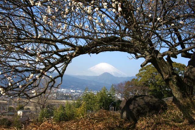 瑞雲寺富士